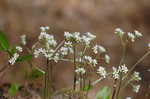 Early saxifrage